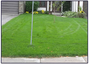 A Greener Seasons pesticide free lawn